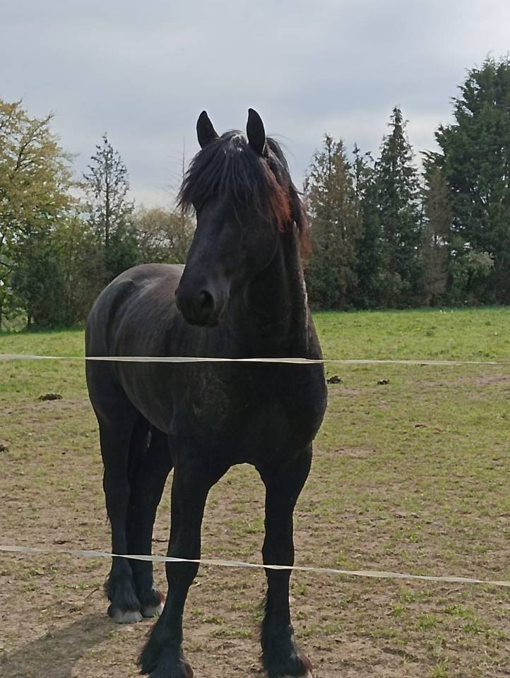 Hadès des sables  - Frisón 2022