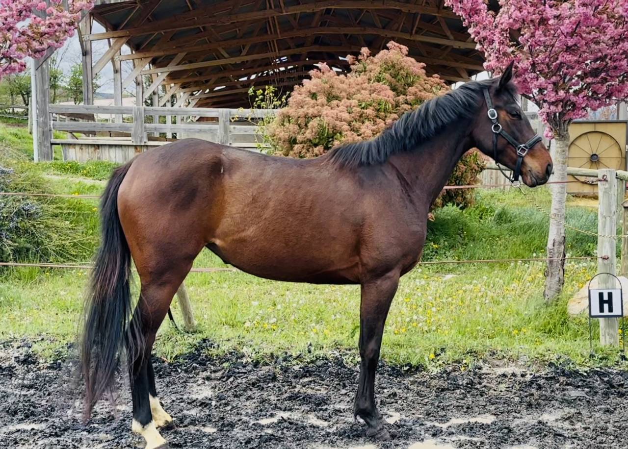 Yegua Silla Francés En venta 2022 Bayo por papillon de l'odyssee