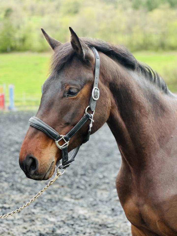 Yegua Silla Francés En venta 2022 Bayo por papillon de l'odyssee