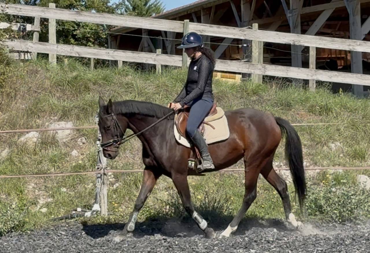 Yegua Silla Francés En venta 2022 Bayo por papillon de l'odyssee