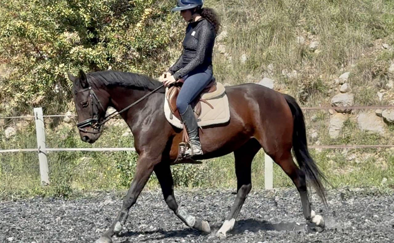 Yegua Silla Francés En venta 2022 Bayo por papillon de l'odyssee