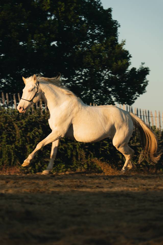 Yegua Crema En venta 2021 Crema