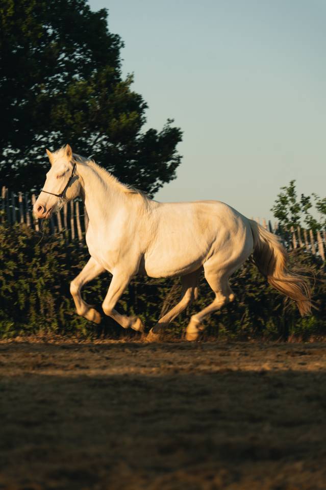 Yegua Crema En venta 2021 Crema