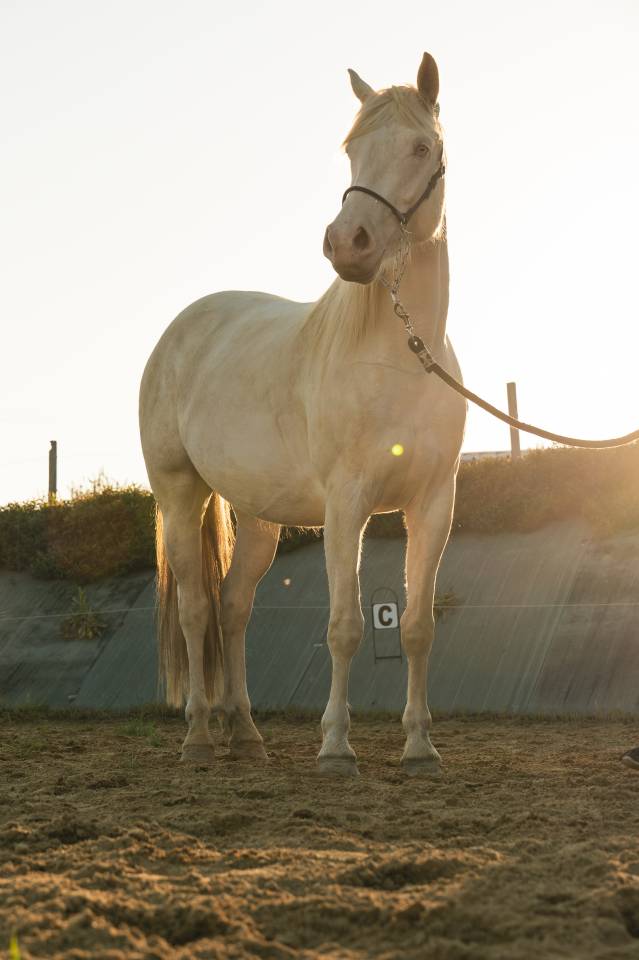 Yegua Crema En venta 2021 Crema