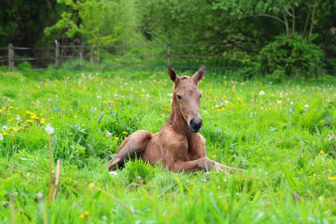 Potro Lusitano En venta 2025 Isabelo por balmain de my