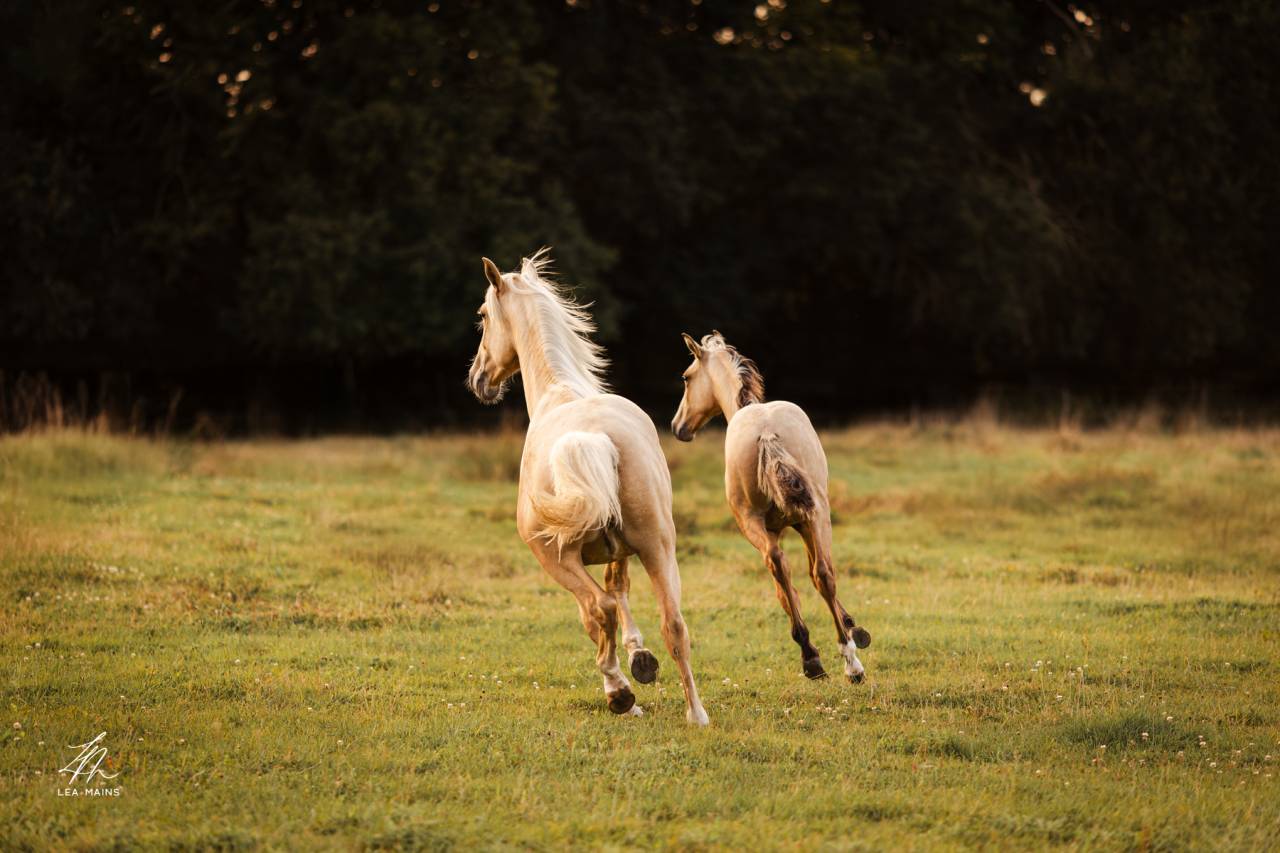 Potro Lusitano En venta 2025 Isabelo por balmain de my