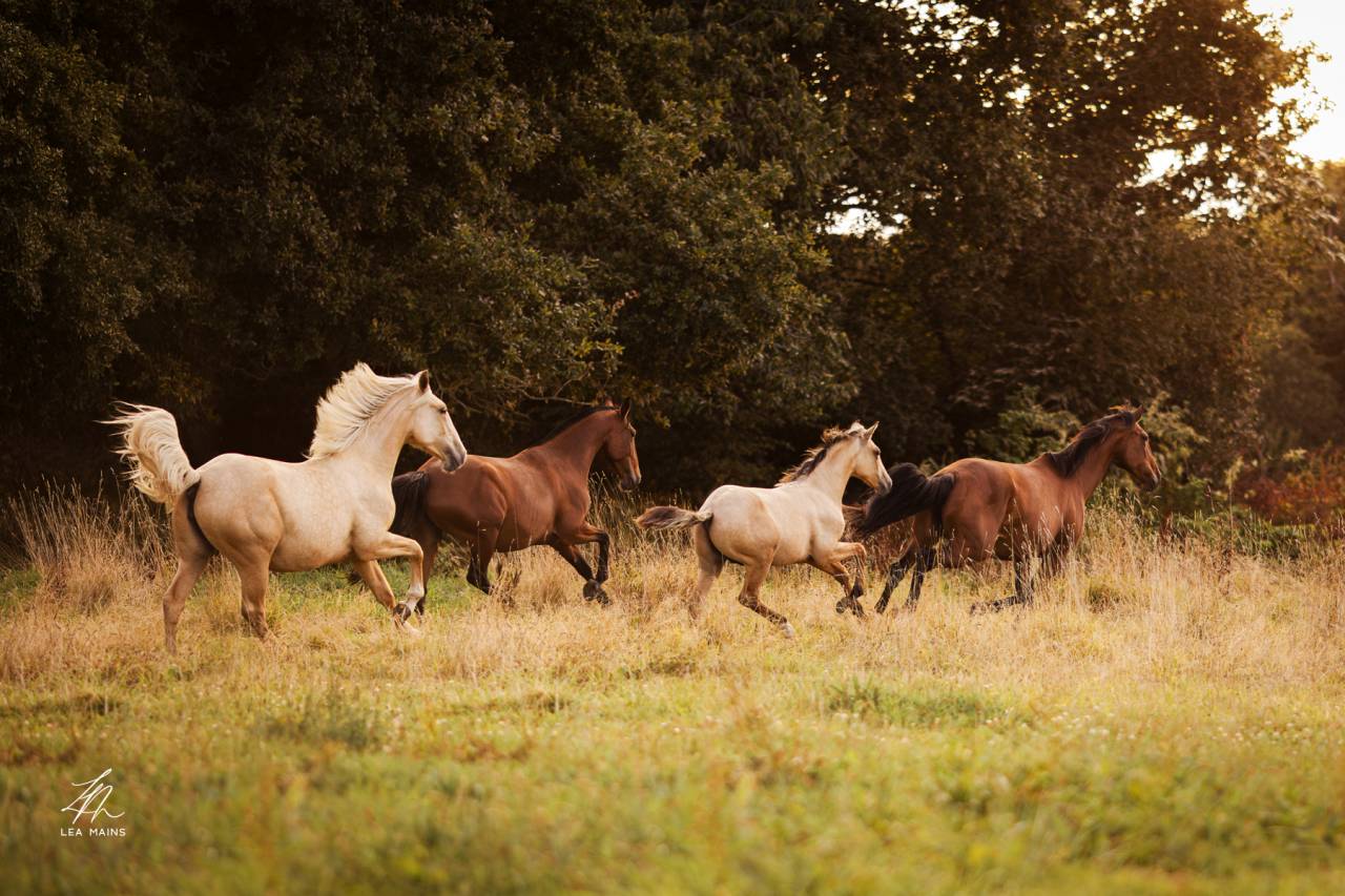 Potro Lusitano En venta 2025 Isabelo por balmain de my