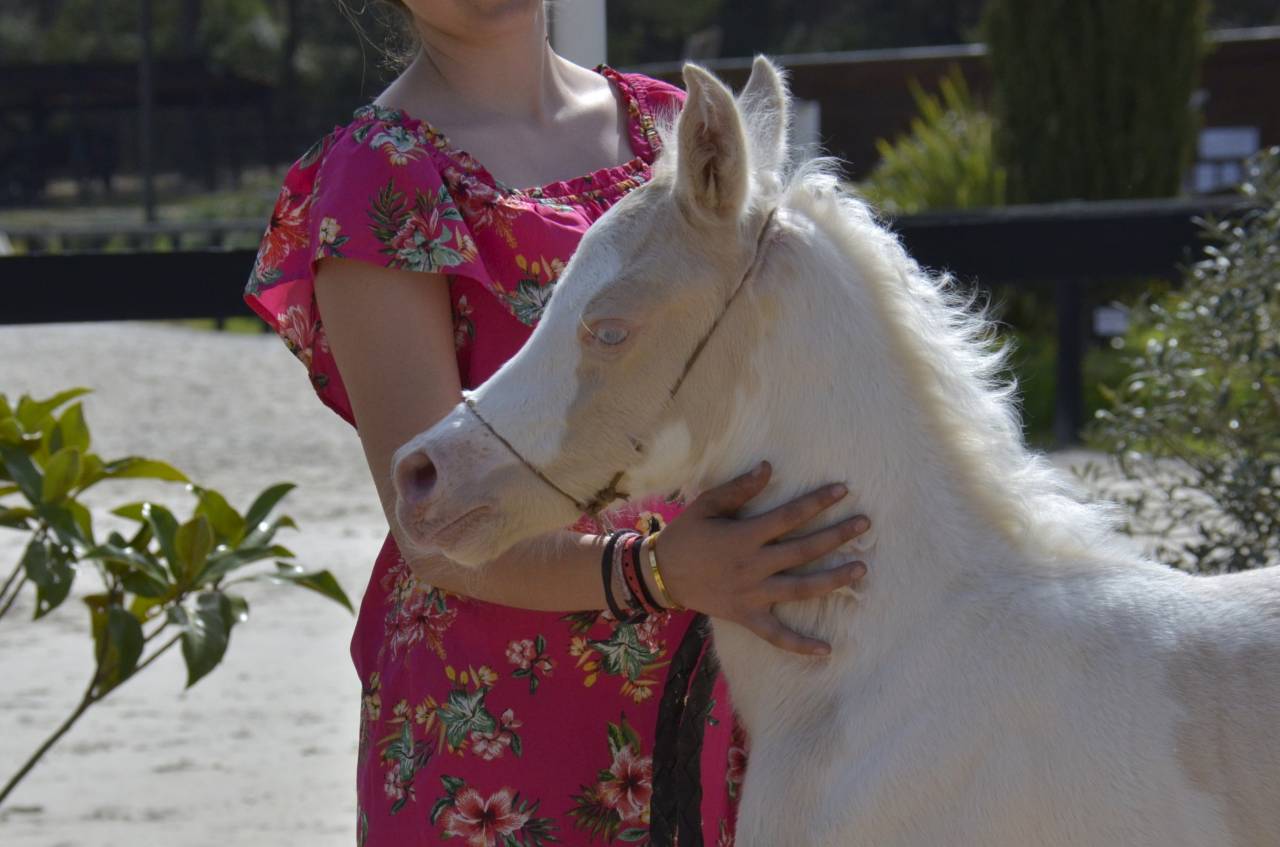 Potranca Media Sangre Arabe En venta 2025 Crema por Galant de corbion