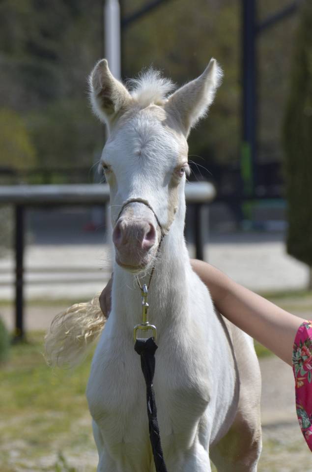 Potranca Media Sangre Arabe En venta 2025 Crema por Galant de corbion