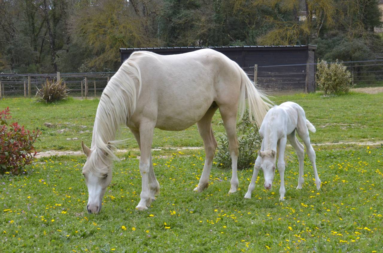 Potranca Media Sangre Arabe En venta 2025 Crema por Galant de corbion