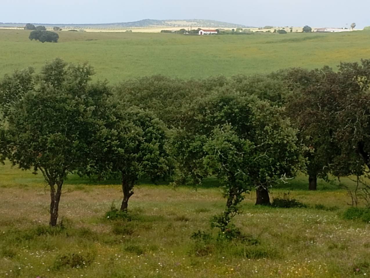 Pupilaje en libertad - Finca Dehesilla de los Cubones