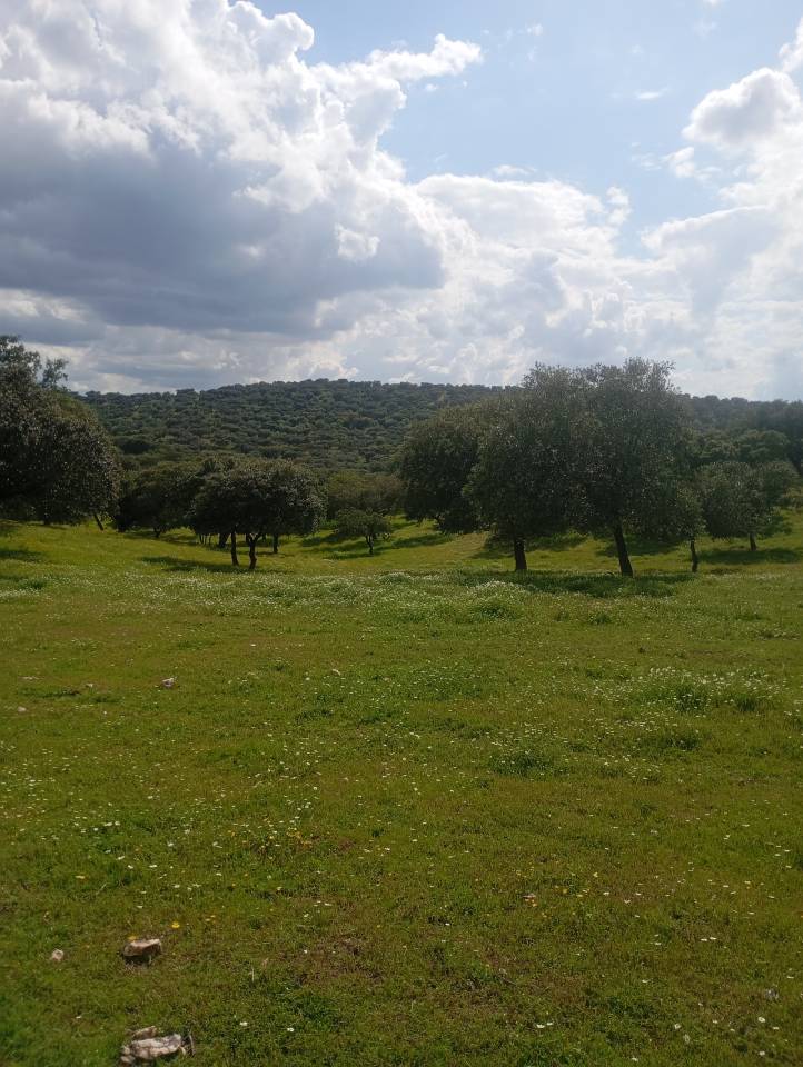 Pupilaje en libertad - Finca Dehesilla de los Cubones