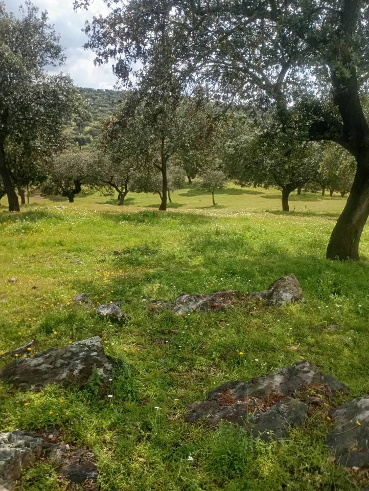 Pupilaje en libertad - Finca Dehesilla de los Cubones