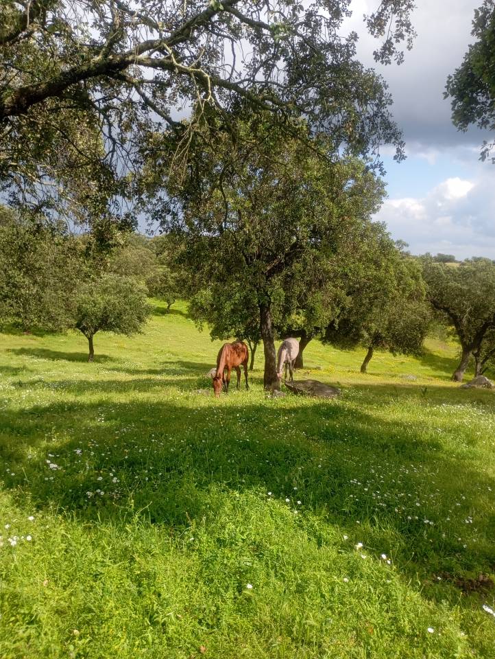Pupilaje en libertad - Finca Dehesilla de los Cubones
