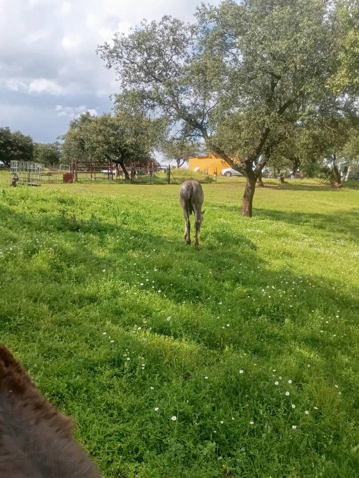Pupilaje en libertad - Finca Dehesilla de los Cubones