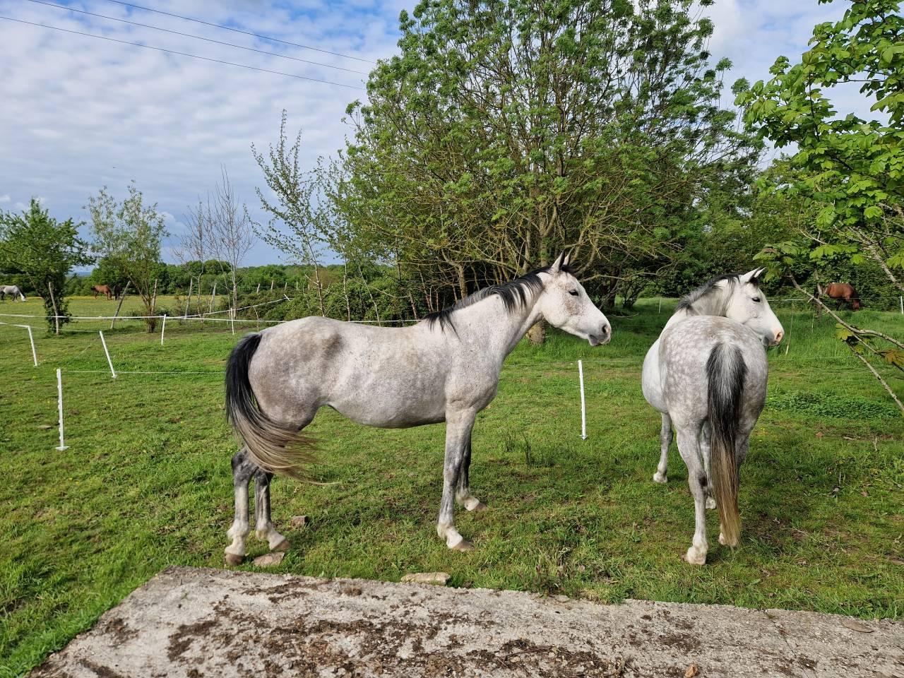 Yegua CDE Caballo Deporte Espanol En venta 2019 Tordo por ICONO