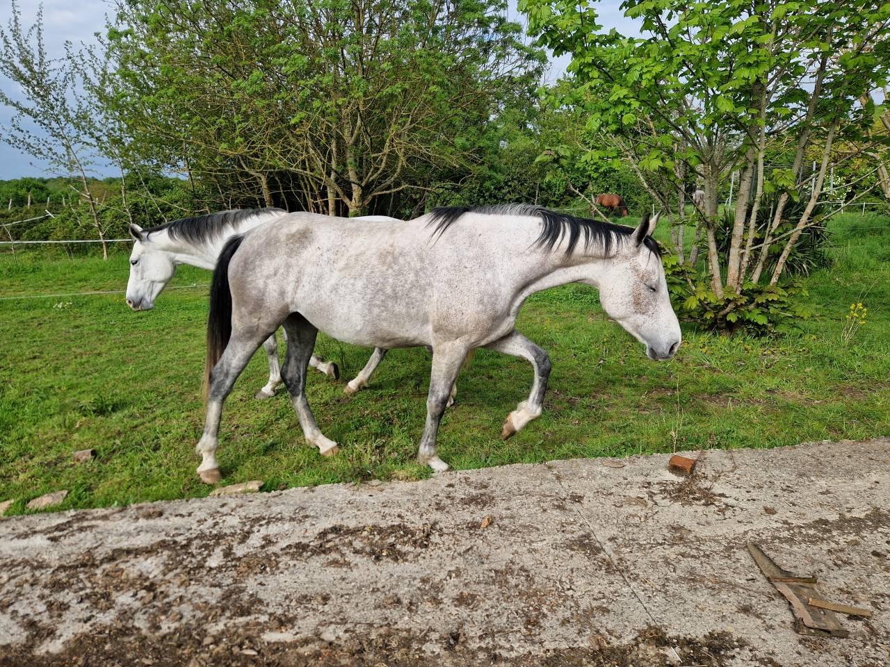 Yegua CDE Caballo Deporte Espanol En venta 2019 Tordo por ICONO