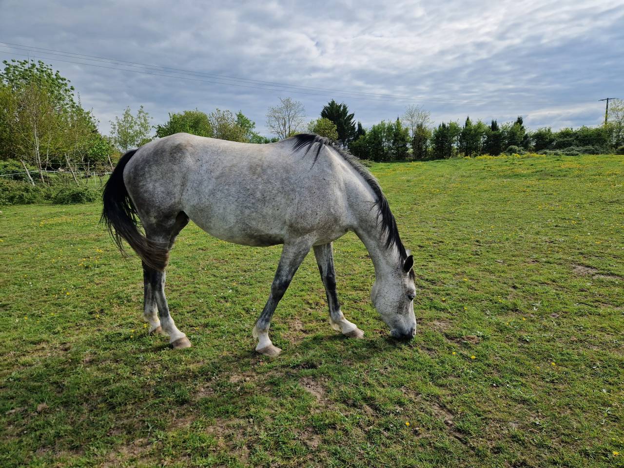 Yegua CDE Caballo Deporte Espanol En venta 2019 Tordo por ICONO