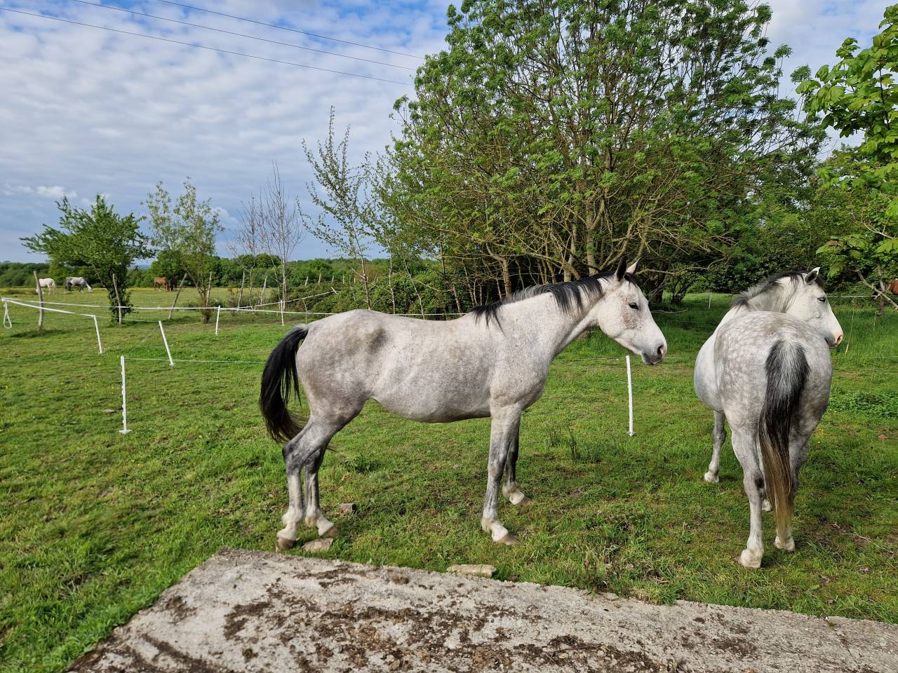 Yegua CDE Caballo Deporte Espanol En venta 2019 Tordo por ICONO