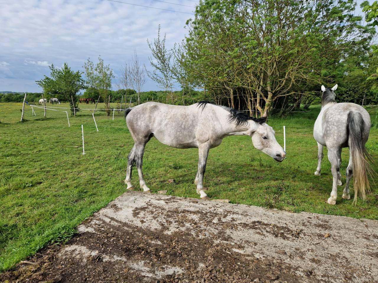 Yegua CDE Caballo Deporte Espanol En venta 2019 Tordo por ICONO