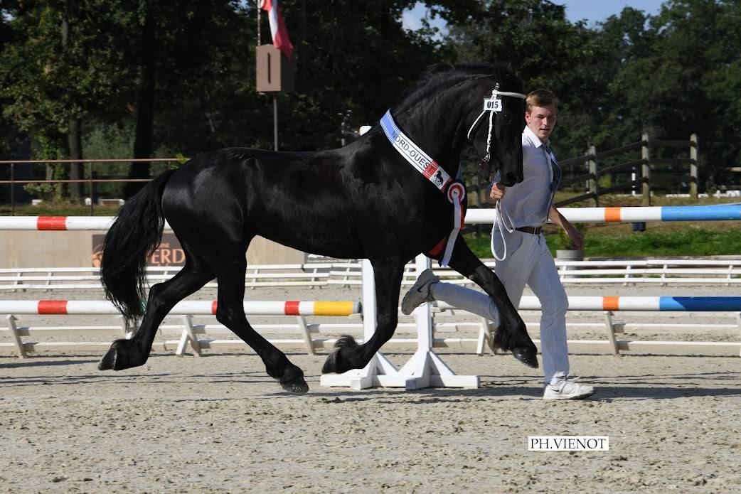 Potro Frisón En venta 2025 Negro por markus 491