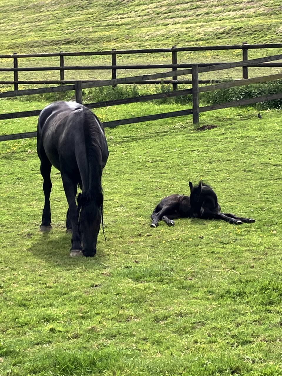 Potro Frisón En venta 2025 Negro por markus 491