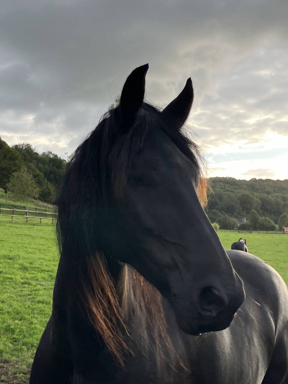 Potro Frisón En venta 2025 Negro por markus 491