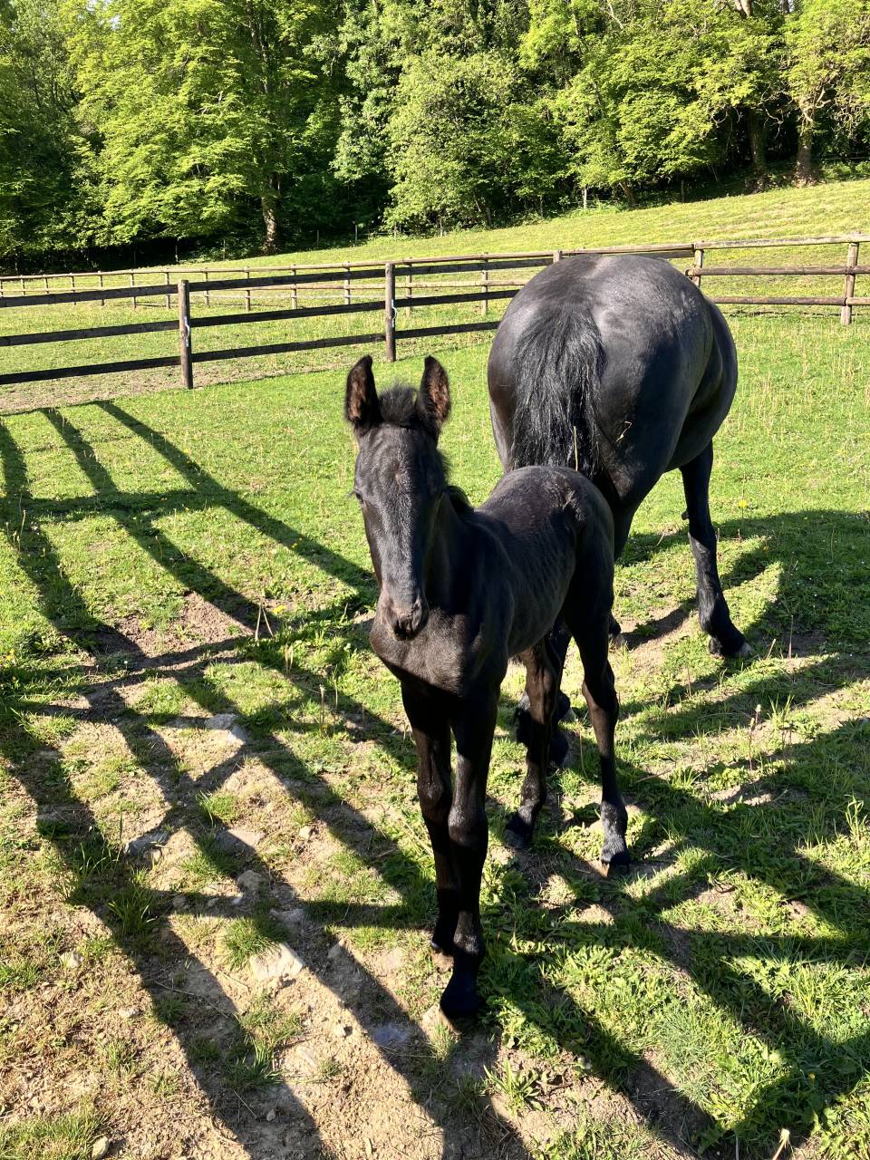 Potro Frisón En venta 2025 Negro por markus 491