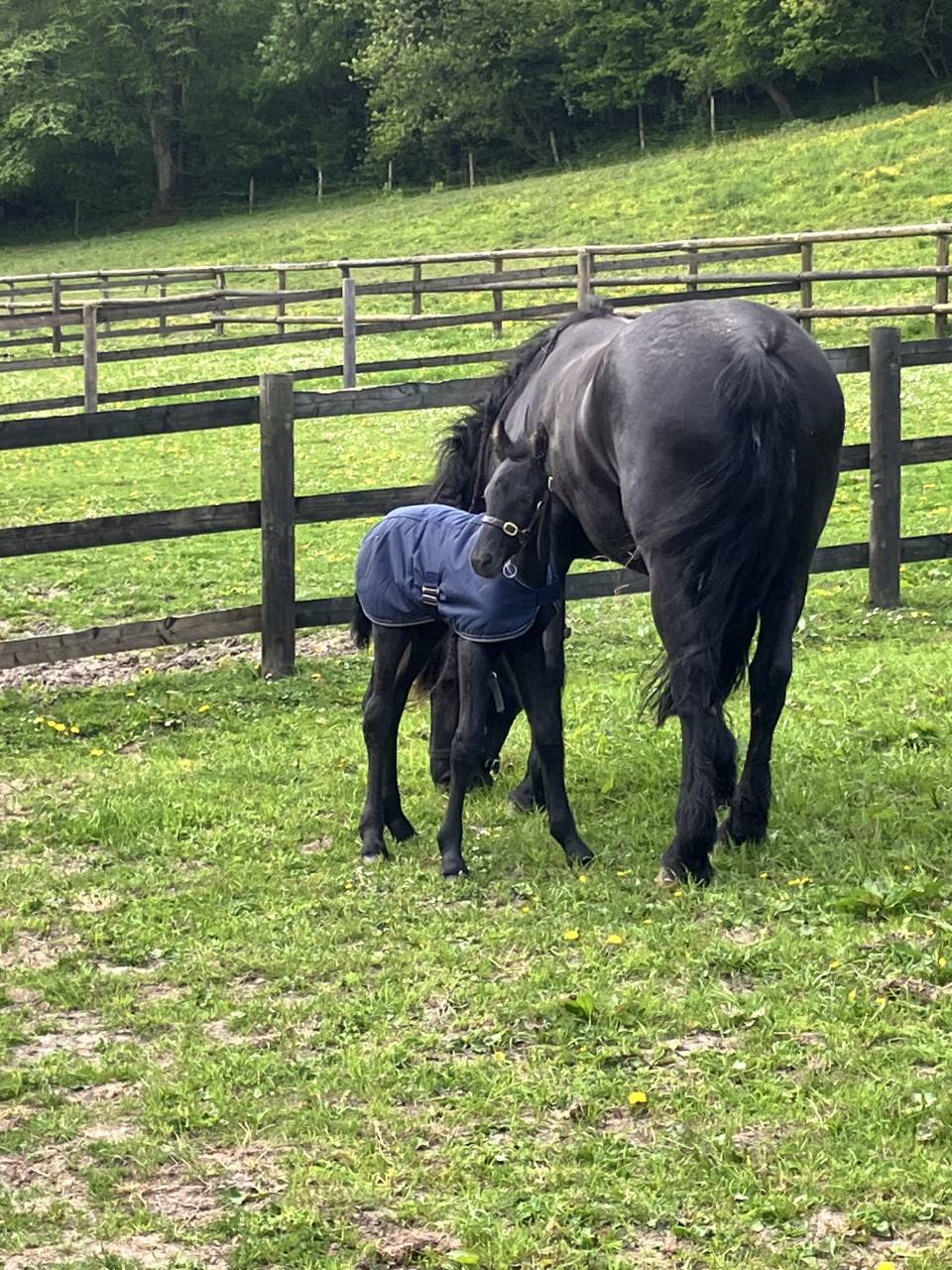 Potro Frisón En venta 2025 Negro por markus 491