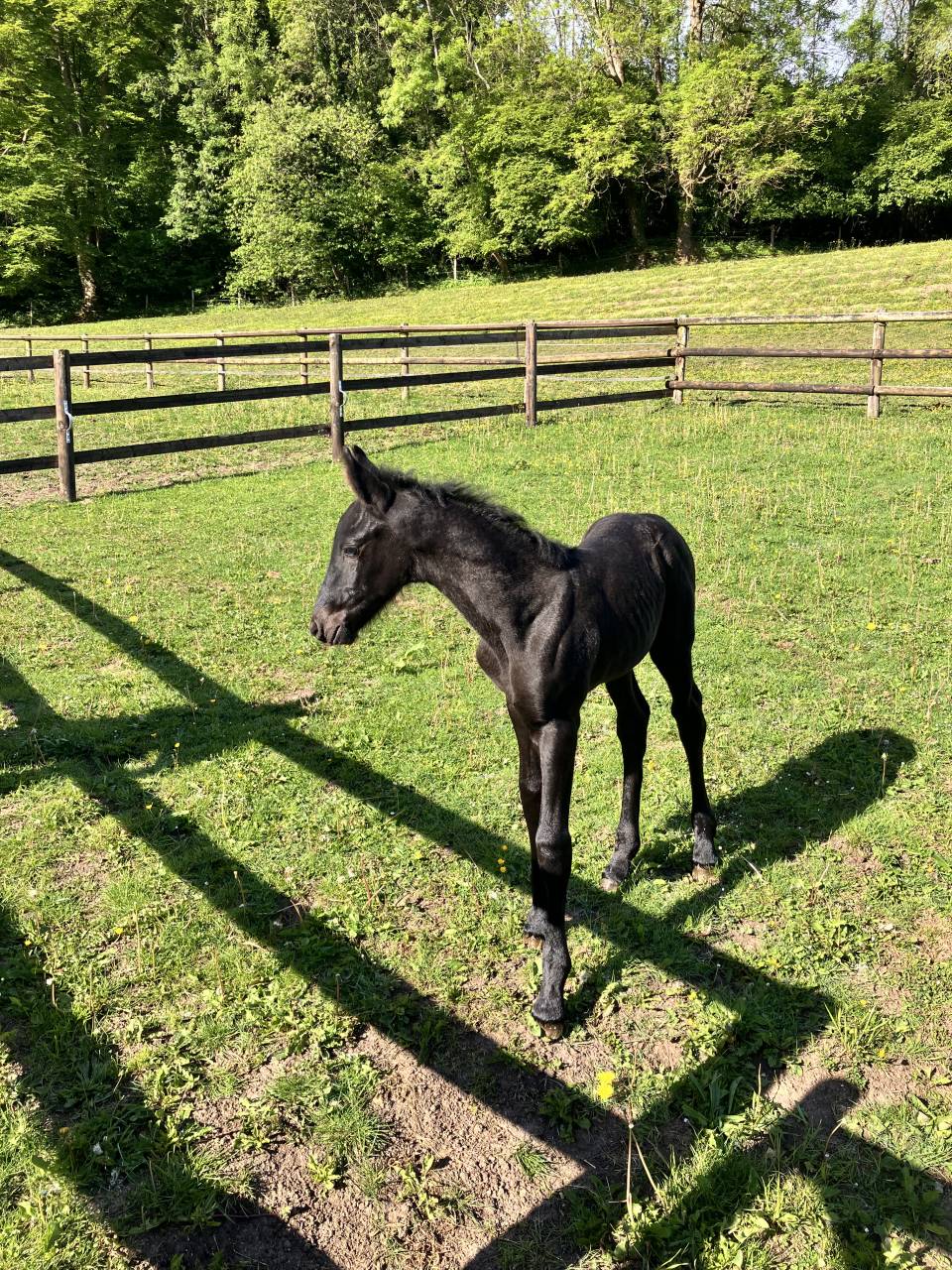 Potro Frisón En venta 2025 Negro por markus 491