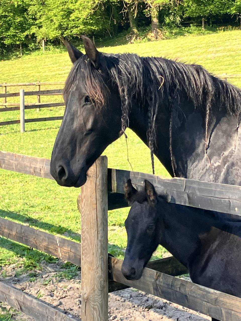 Potro Frisón En venta 2025 Negro por markus 491