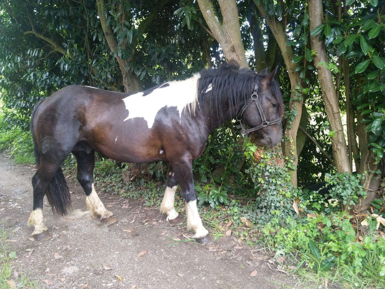 Semental Pinto En venta 2021 Pío