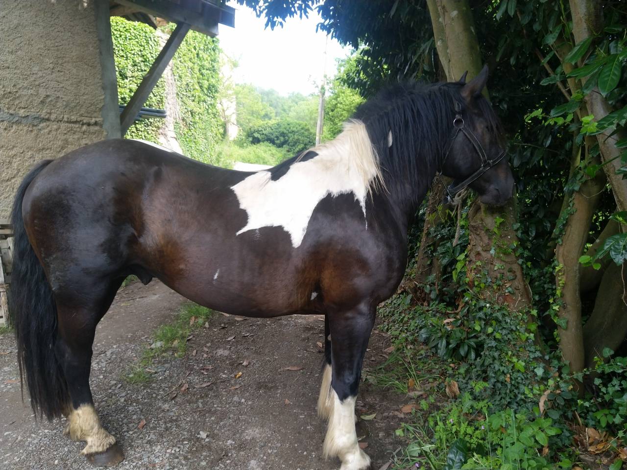 Semental Pinto En venta 2021 Pío