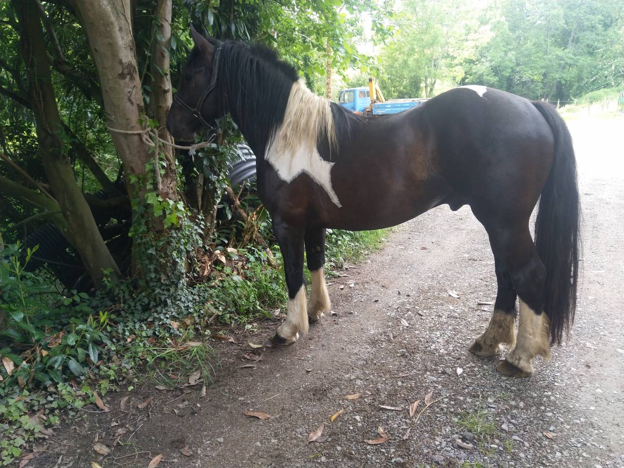 Semental Pinto En venta 2021 Pío