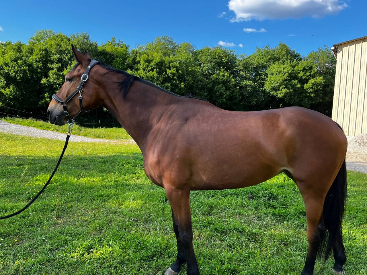 Yegua Silla Francés En venta 2021 Bayo por QUARTER BACK RUMEL SFA 2004