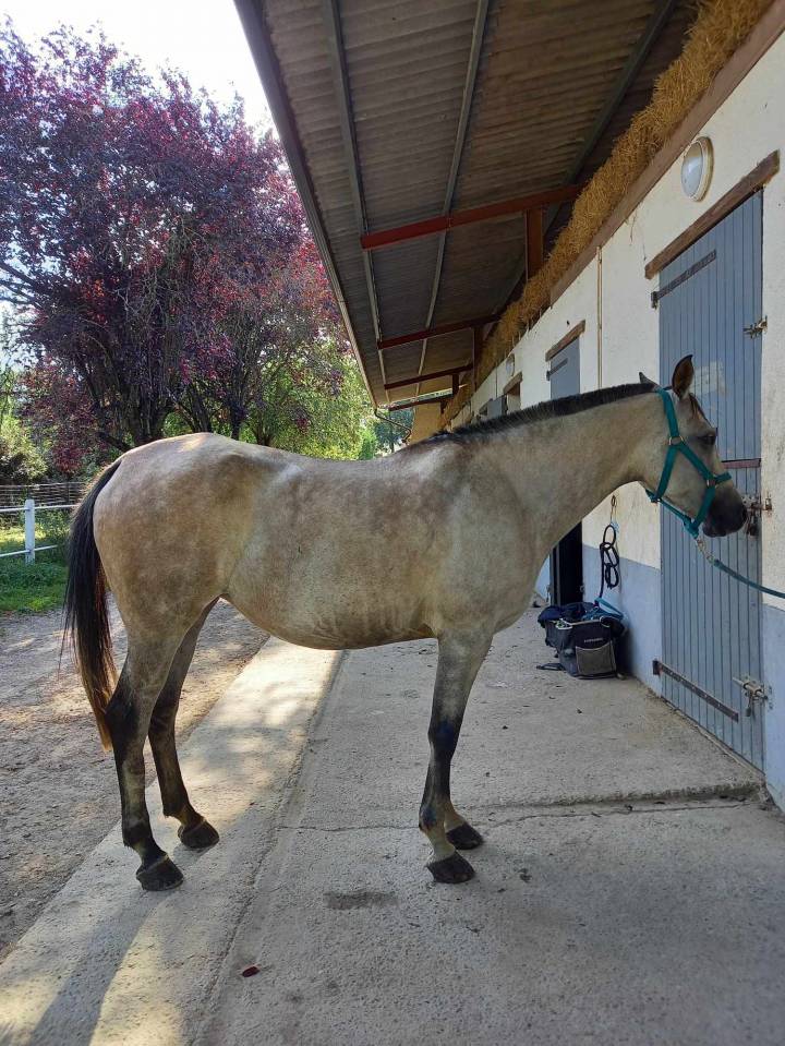 Yegua Pura Sangre Arabe En venta 2015 Tordo por osborn