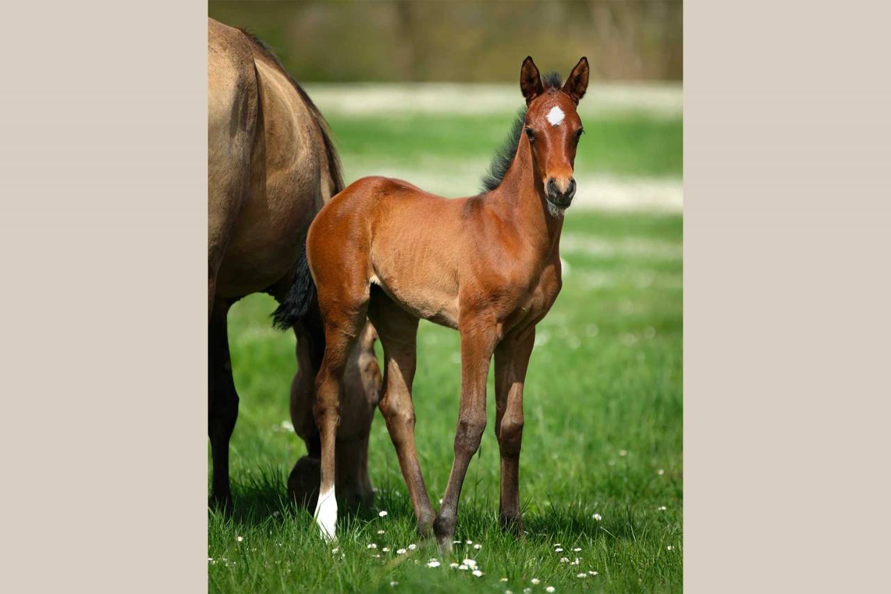 Potranca Akhal Teke En venta 2025 Bayo