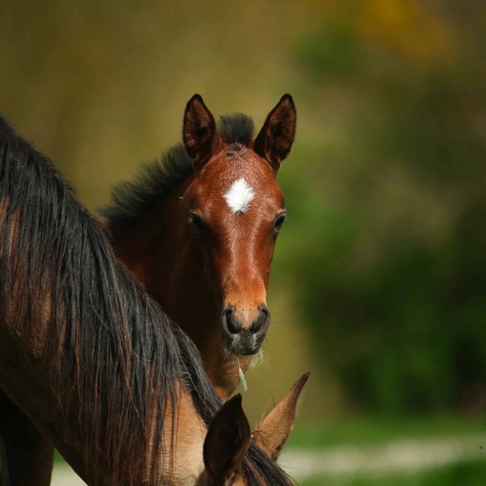 Potranca Akhal Teke En venta 2025 Bayo