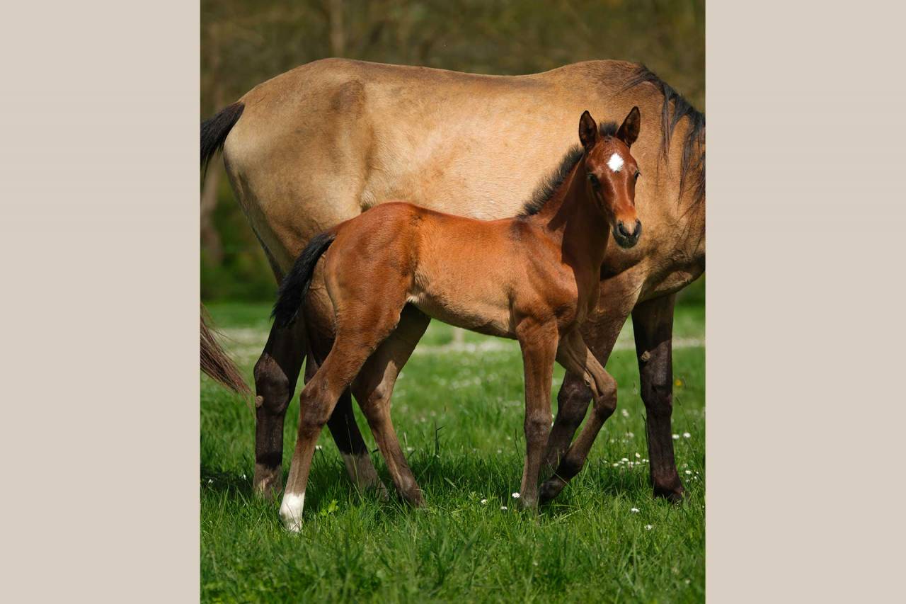 Potranca Akhal Teke En venta 2025 Bayo