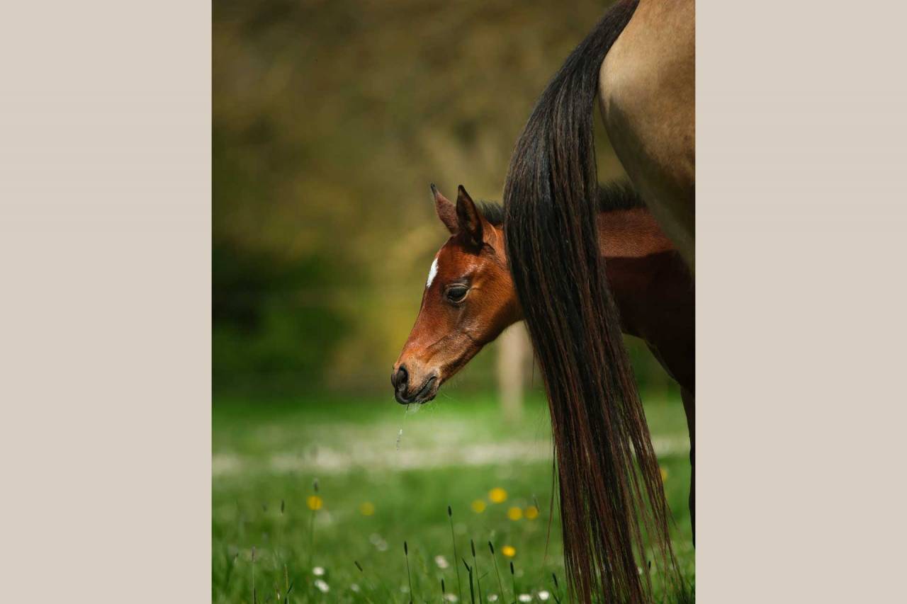 Potranca Akhal Teke En venta 2025 Bayo