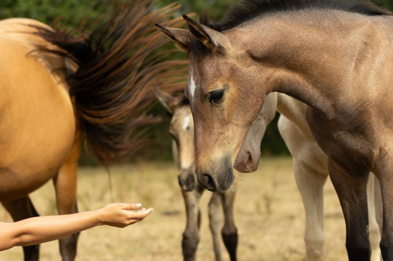 Potranca Akhal Teke En venta 2025 Bayo
