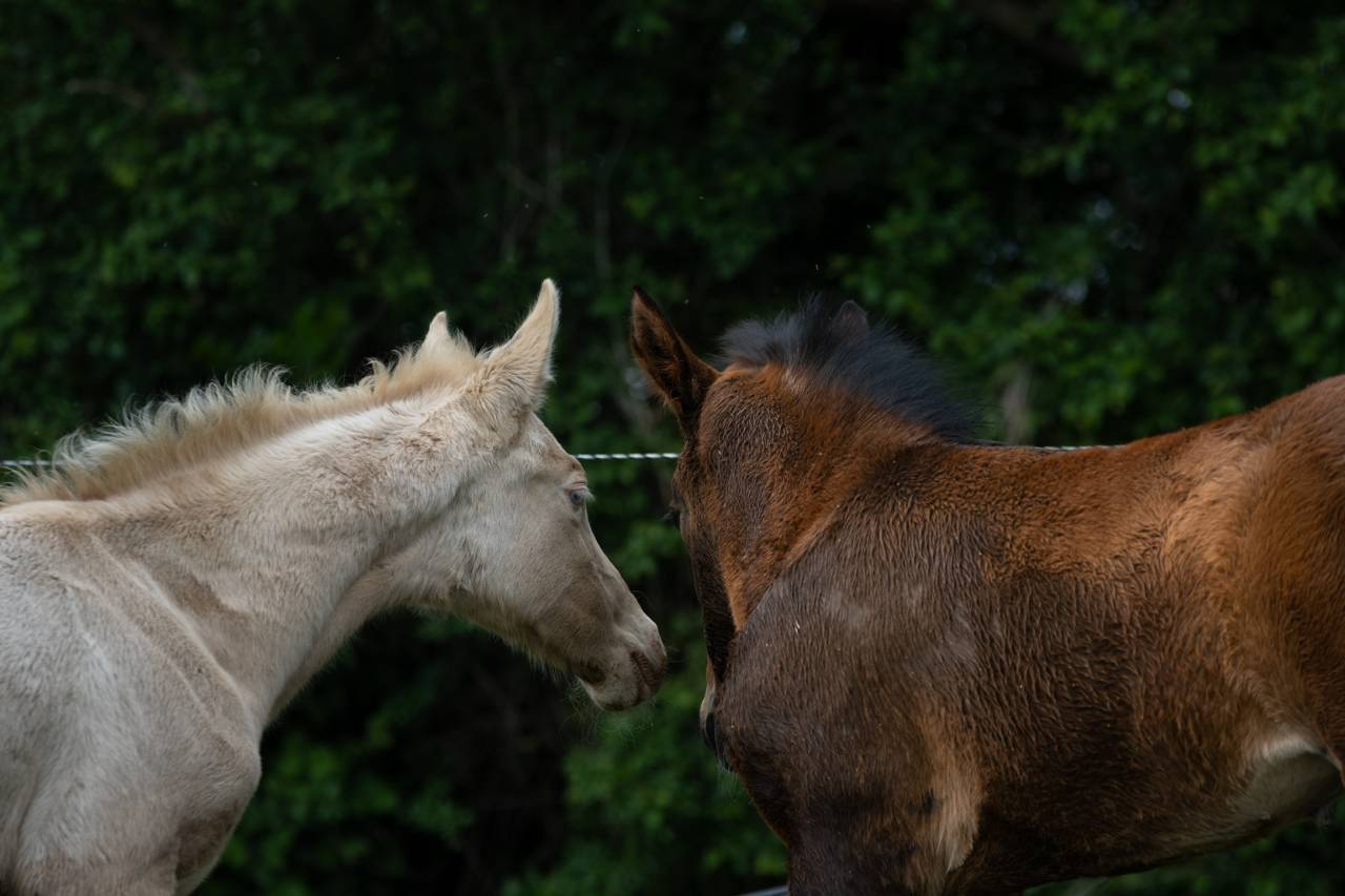 Potranca Akhal Teke En venta 2025 Perlino
