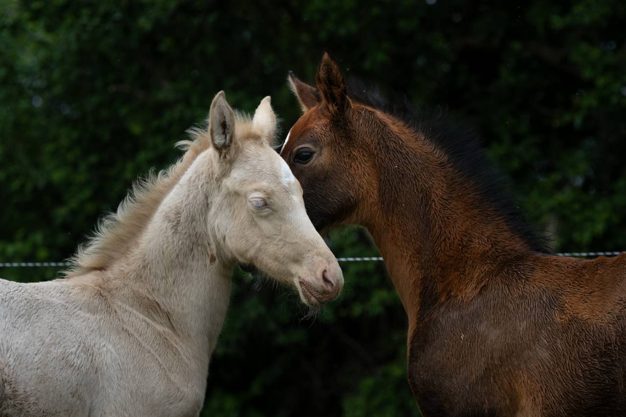Potranca Akhal Teke En venta 2025 Perlino