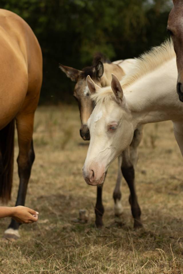 Potranca Akhal Teke En venta 2025 Perlino
