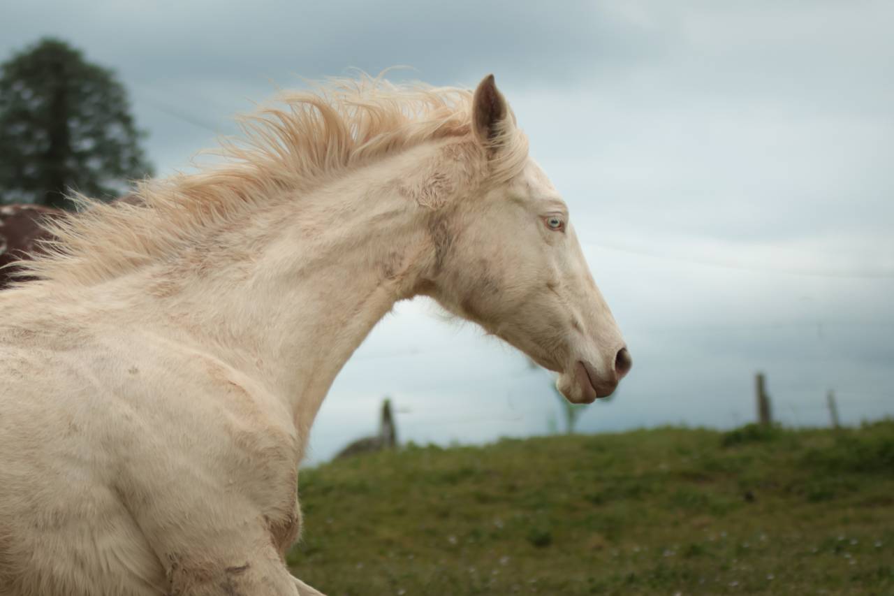 Potranca Akhal Teke En venta 2025 Perlino