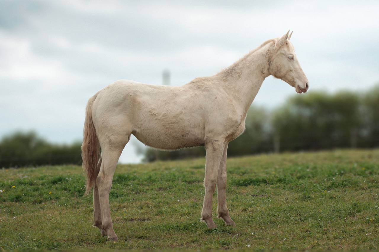Potranca Akhal Teke En venta 2025 Perlino