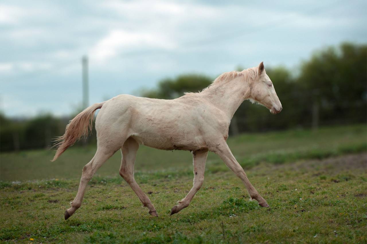 Potranca Akhal Teke En venta 2025 Perlino