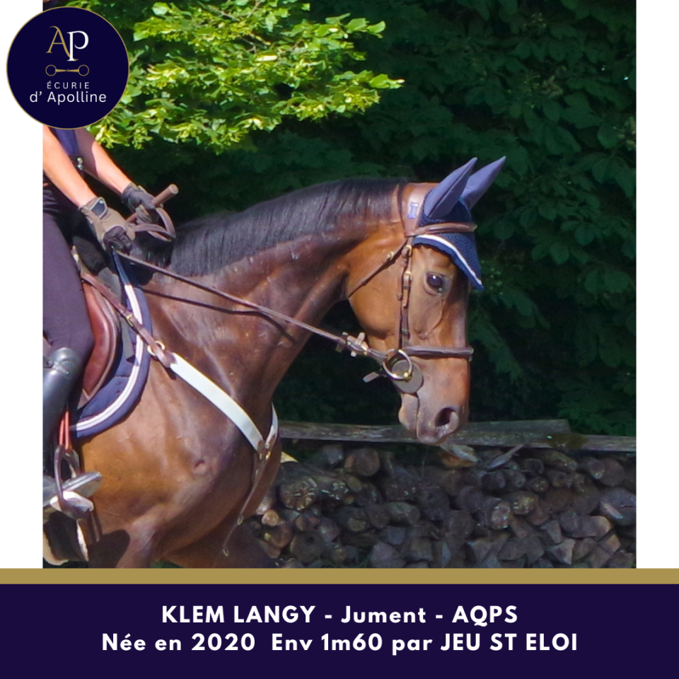 Yegua AQPS En venta 2020 Bayo por Jeu St Eloi