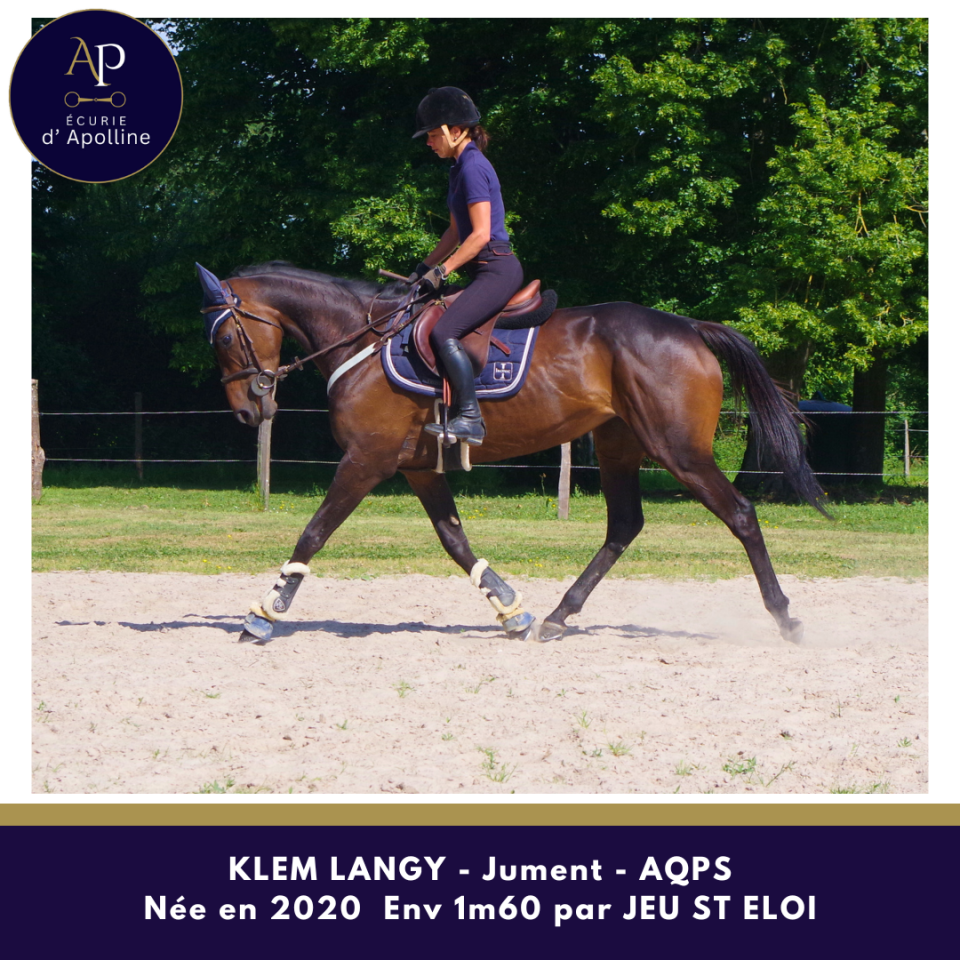 Yegua AQPS En venta 2020 Bayo por Jeu St Eloi