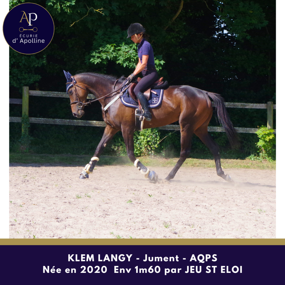 Yegua AQPS En venta 2020 Bayo por Jeu St Eloi